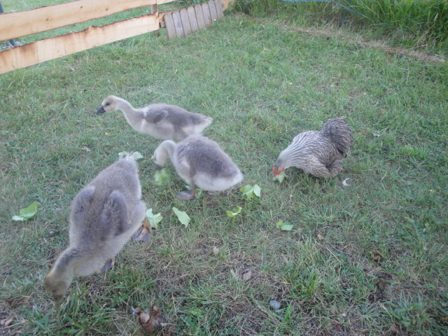 mes petites oies et maman poule  Dsc08520