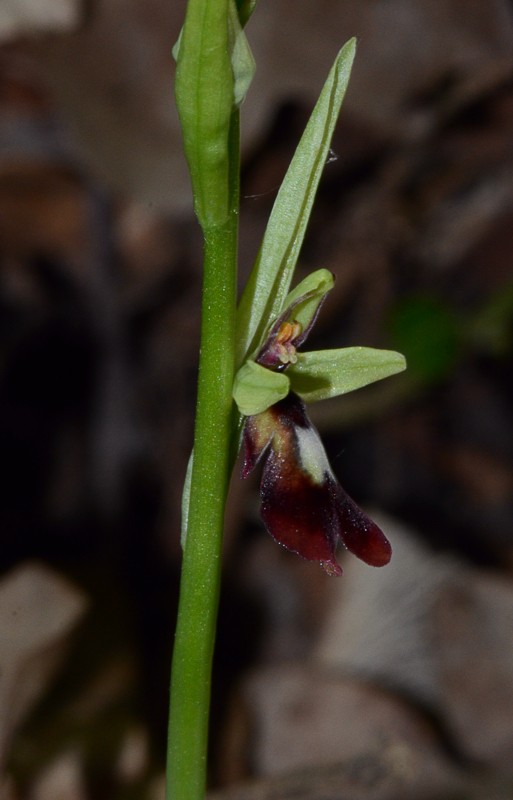 Debut des orchidée 2015 en Essonne :  Dsc_2111