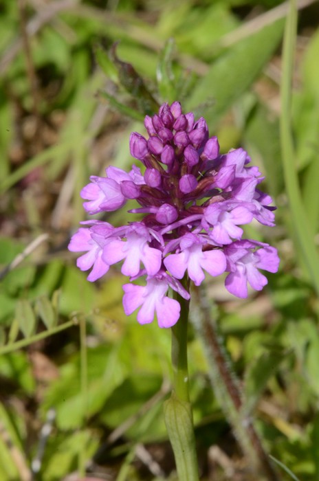 Anacamptis pyramidalis - Orchis pyramidale (confirmée) Dsc_2810