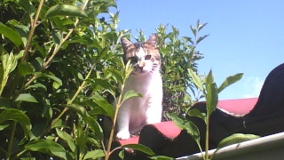Les Ronronneurs des Lilas Fluffy10