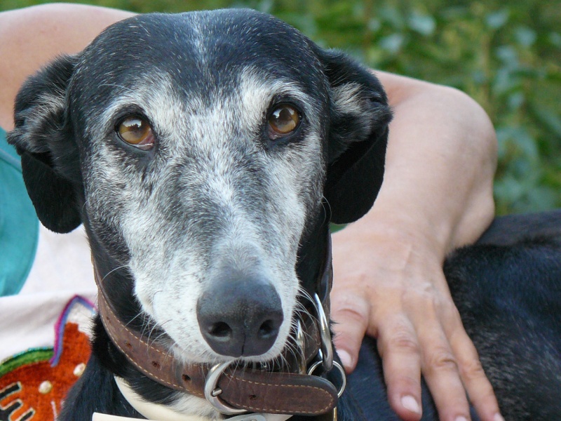 Florence Squelette de Merida à l'adoption  Scooby France    Adoptée  - Page 7 042_610