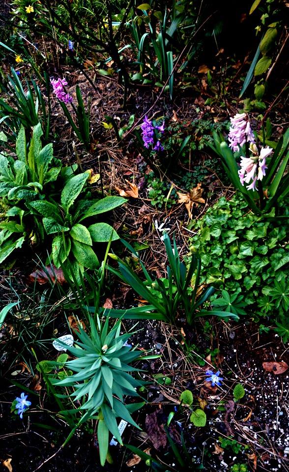 Erste Frühlingsboten im Garten und in Wald und Flur - Seite 21 Hyazin10