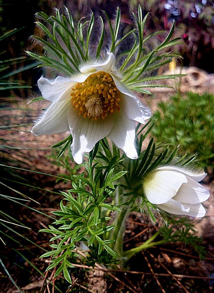 Erste Frühlingsboten im Garten und in Wald und Flur - Seite 23 Pulsat13