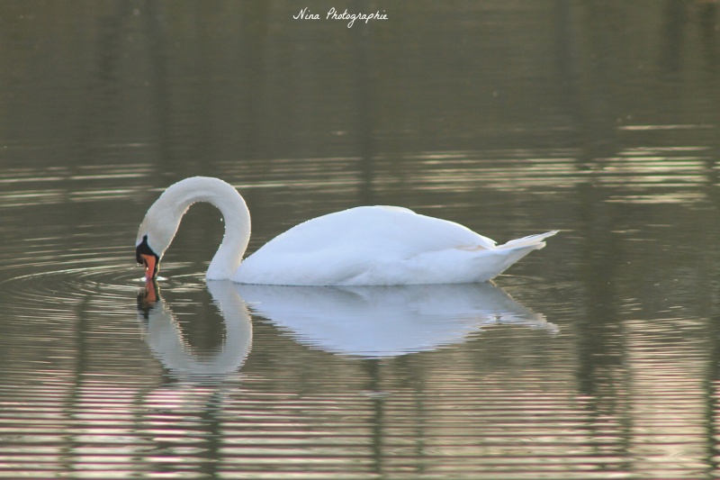 Oiseaux de la nature ! - Page 3 Img_8715