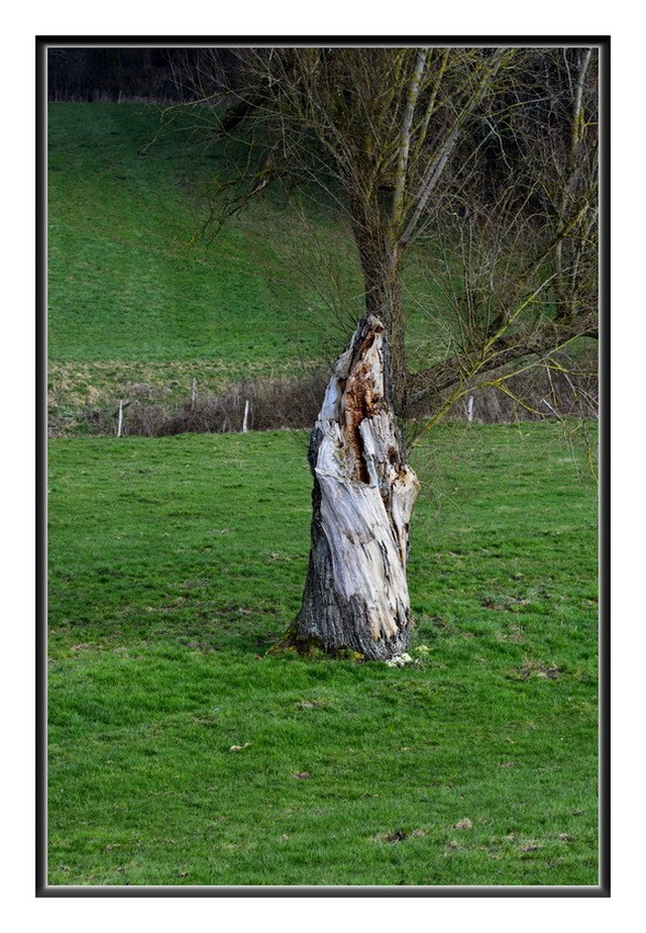 L'arbre a la vierge. 2015-028