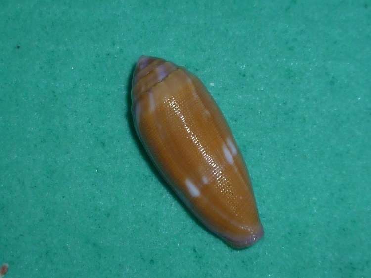 Conus deperditus - Conus (Leporiconus) pomareae   E Monnier & L Limpalaër, 2014 P1120711