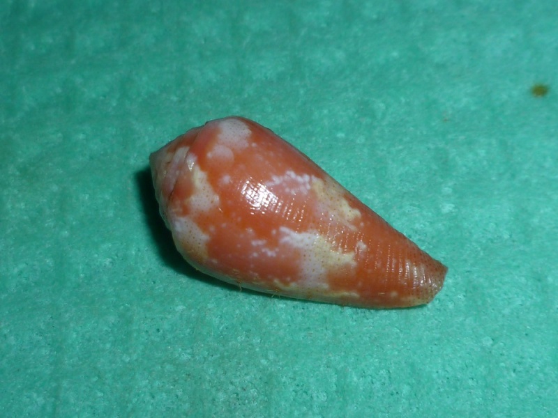 Conus (Rhizoconus) pertusus elodieallaryae  Cossignani, 2013 P1120910