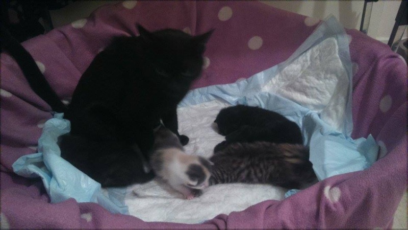 PRINCESSE (noire) et ses chatons Prince10