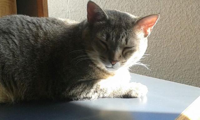  CHOUQUETTE, européenne brun tabby, 8 ans 1/2 , F - Page 2 20150411