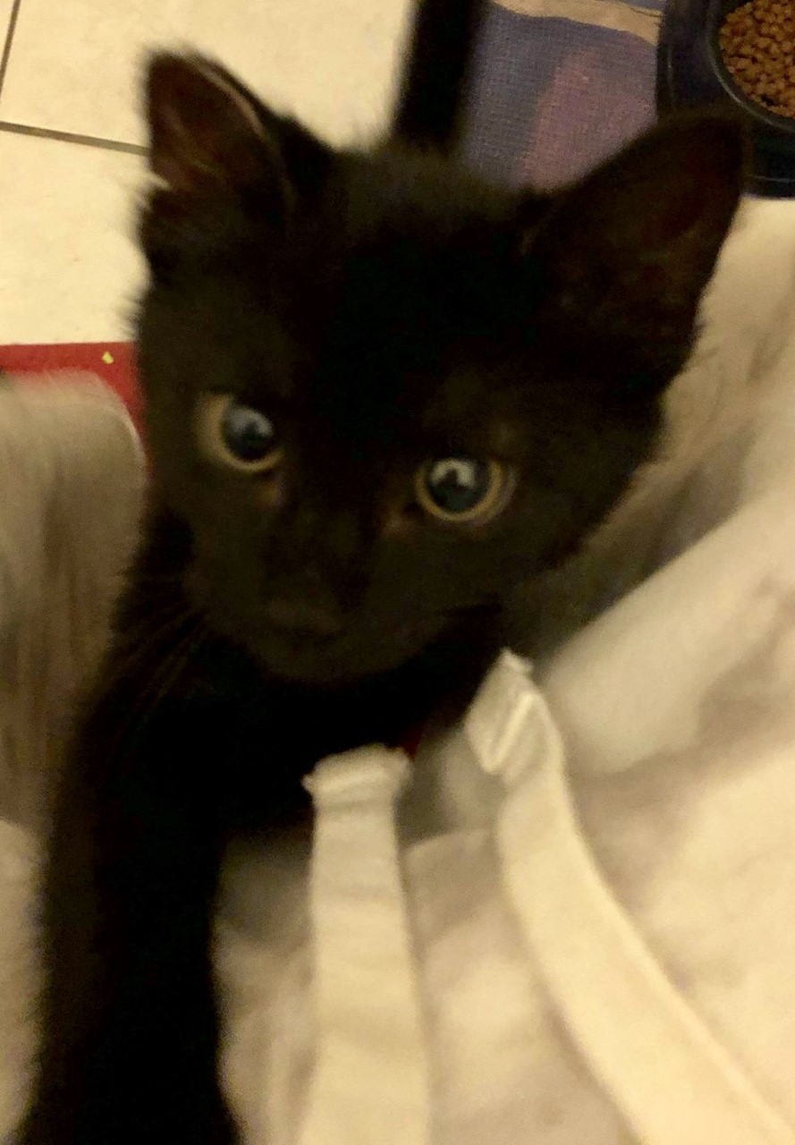 PYKE , chaton européen noir , 3 mois , M  Thumb398