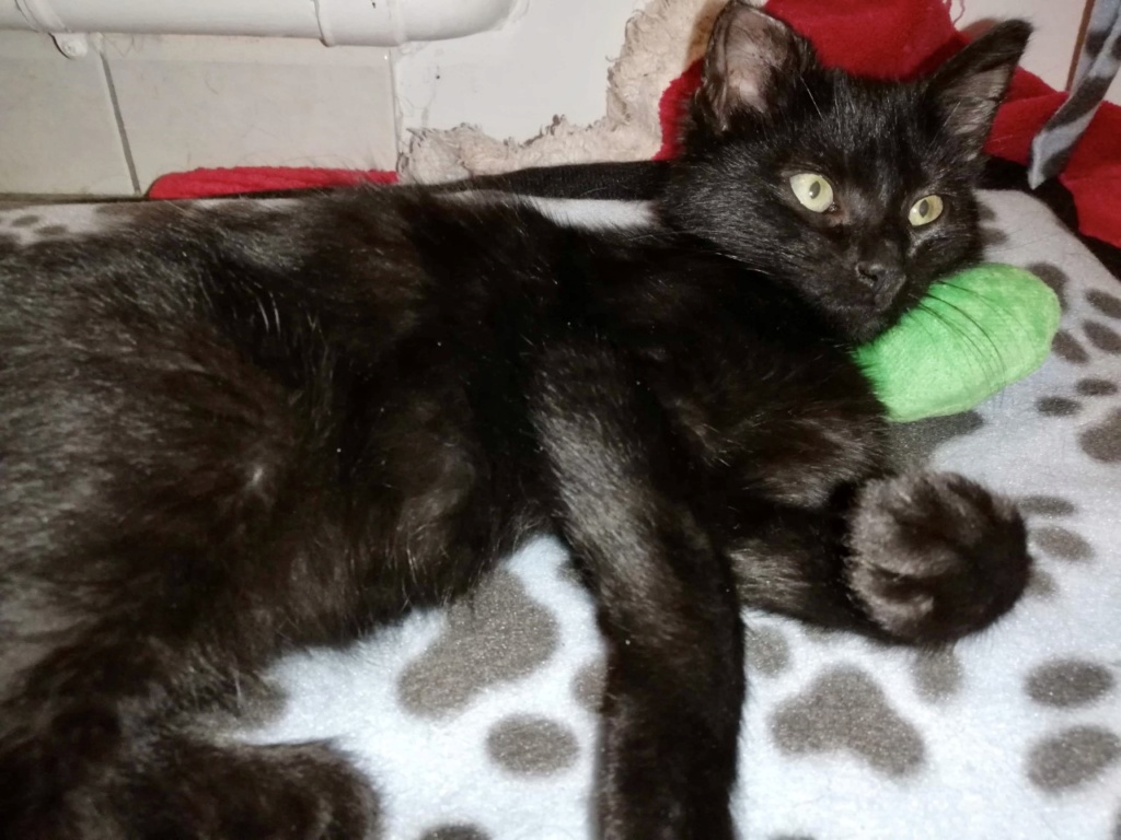 PYKE , chaton européen noir , 3 mois , M  Thumb400