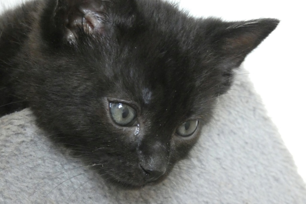 POTIRON , chaton européen noir , 2 mois  , M  Thumb519