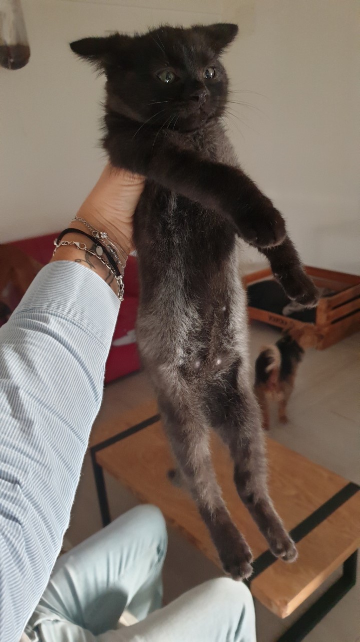 POTIRON , chaton européen noir , 2 mois  , M  Thumb533