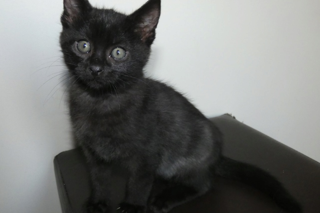 POTIRON , chaton européen noir , 2 mois  , M  Thumb541