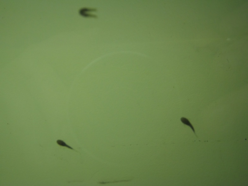 bac de reproduction ancistrus et crevettes et guppy Dscf5214