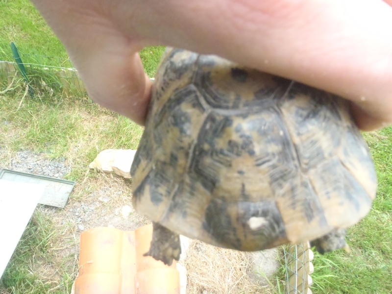 identification tortue n°1 (la petite) P5251112