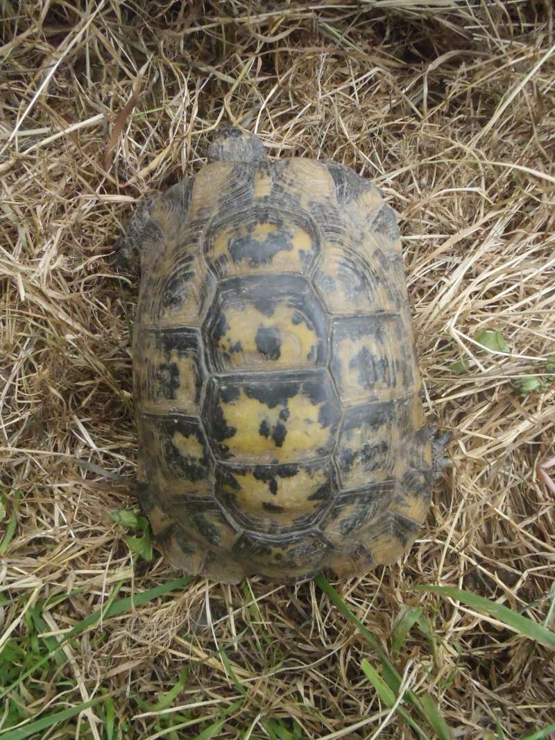 identification tortue n°1 (la petite) P5251113