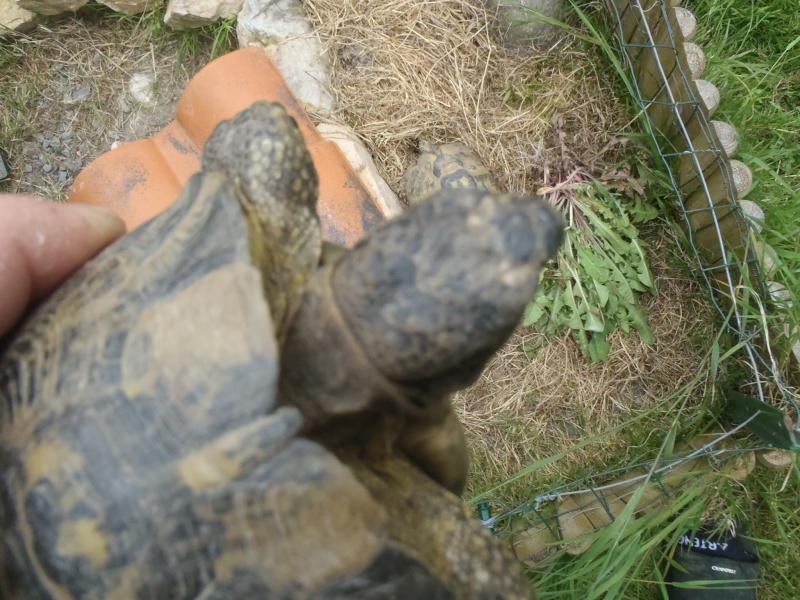 identification tortue n°1 (la petite) P5251114