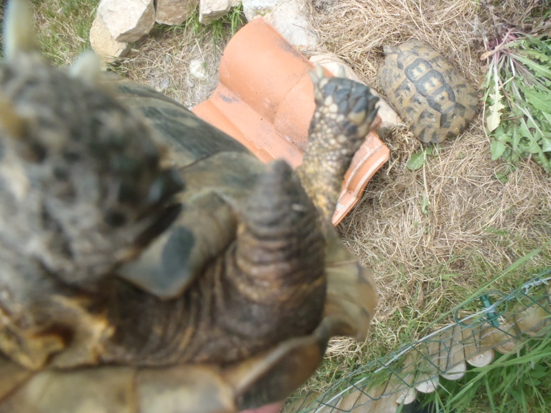identification tortue n°1 (la petite) P5251115