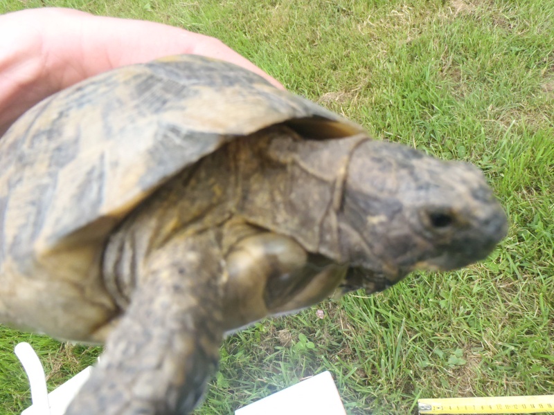 identification tortue n°1 (la petite) P5251116