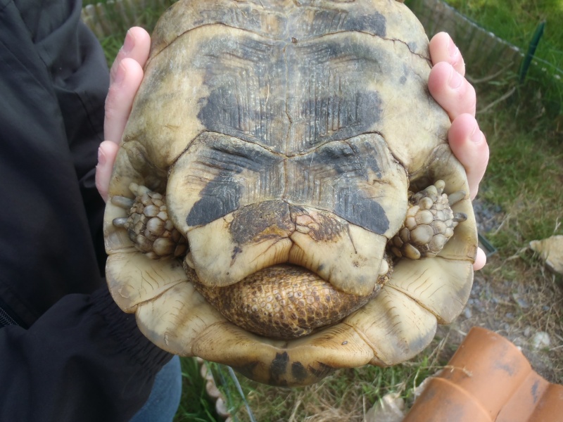 identification tortue n°2 (la grosse) P5251125