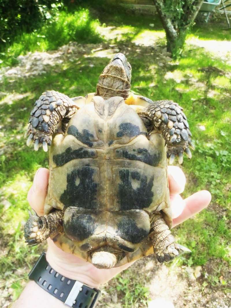 identification tortue n°1 (la petite) P5260010