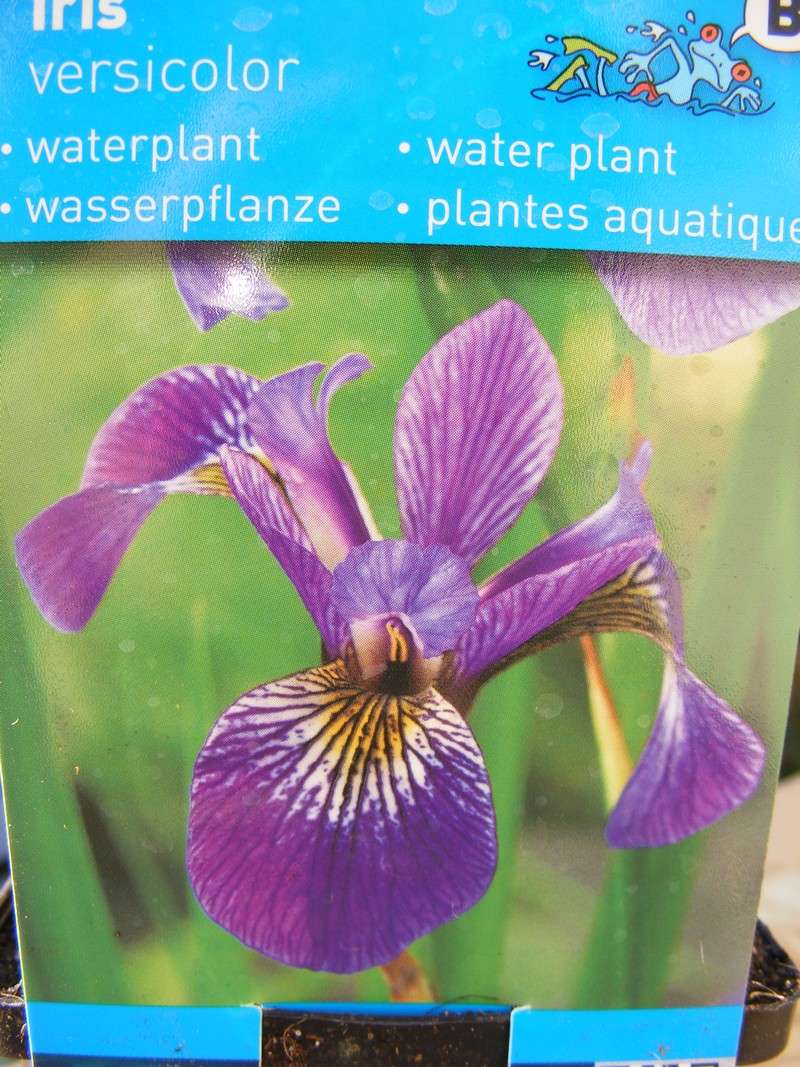 nom de cette plante ? - Page 2 0910