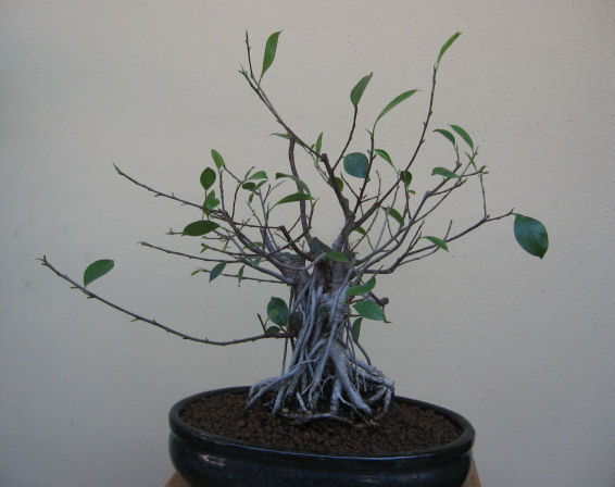 Ficus retusa con radici aeree - Pagina 4 Img_4918