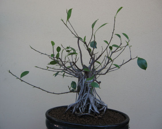 Ficus retusa con radici aeree - Pagina 4 Img_4919