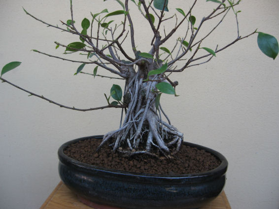 Ficus retusa con radici aeree - Pagina 4 Img_4920