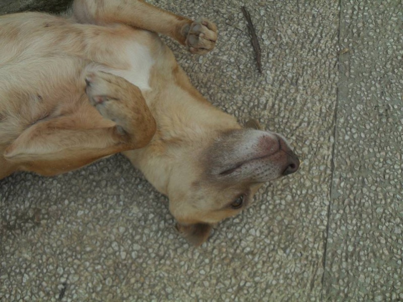 Tina, chienne sauvée de la rue, née en avril 2010  10510310