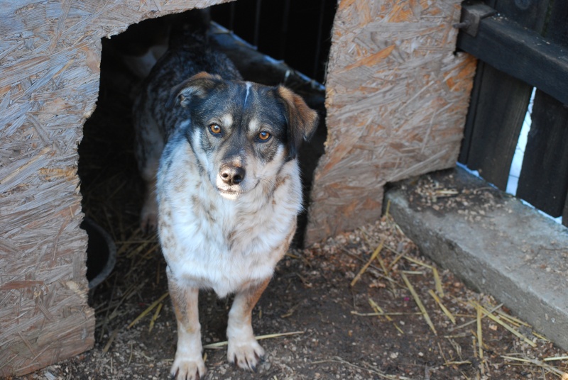 Titza, chienne de taille moyenne, née en 2011 Dsc_1413