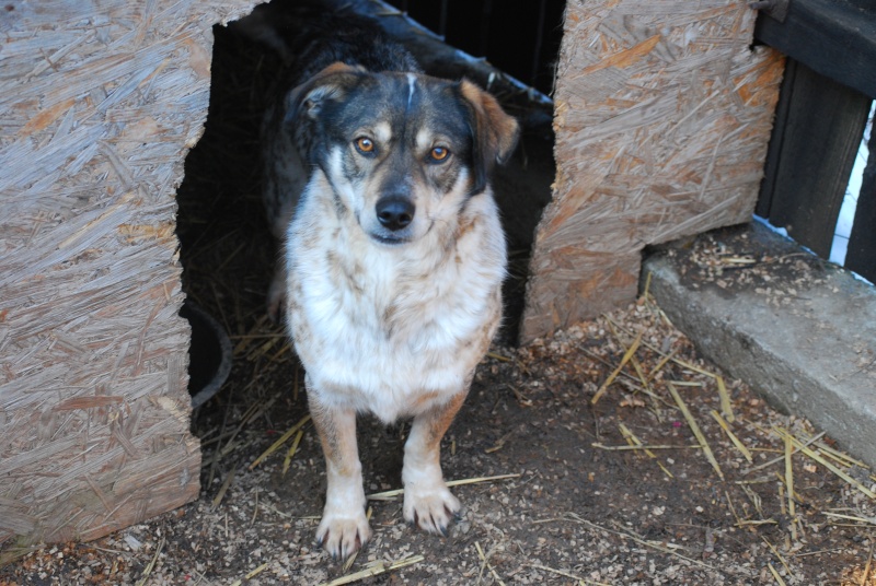 Titza, chienne de taille moyenne, née en 2011 Dsc_1414