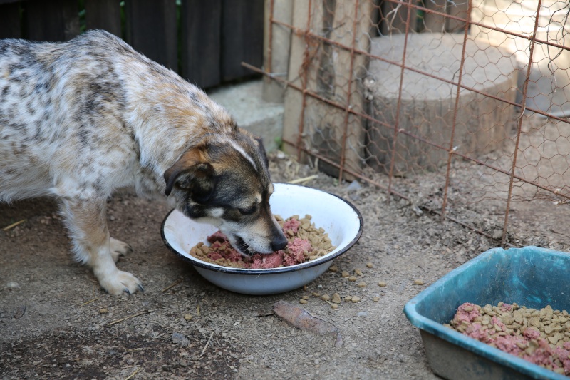 Titza, chienne de taille moyenne, née en 2011 Hx9a9915