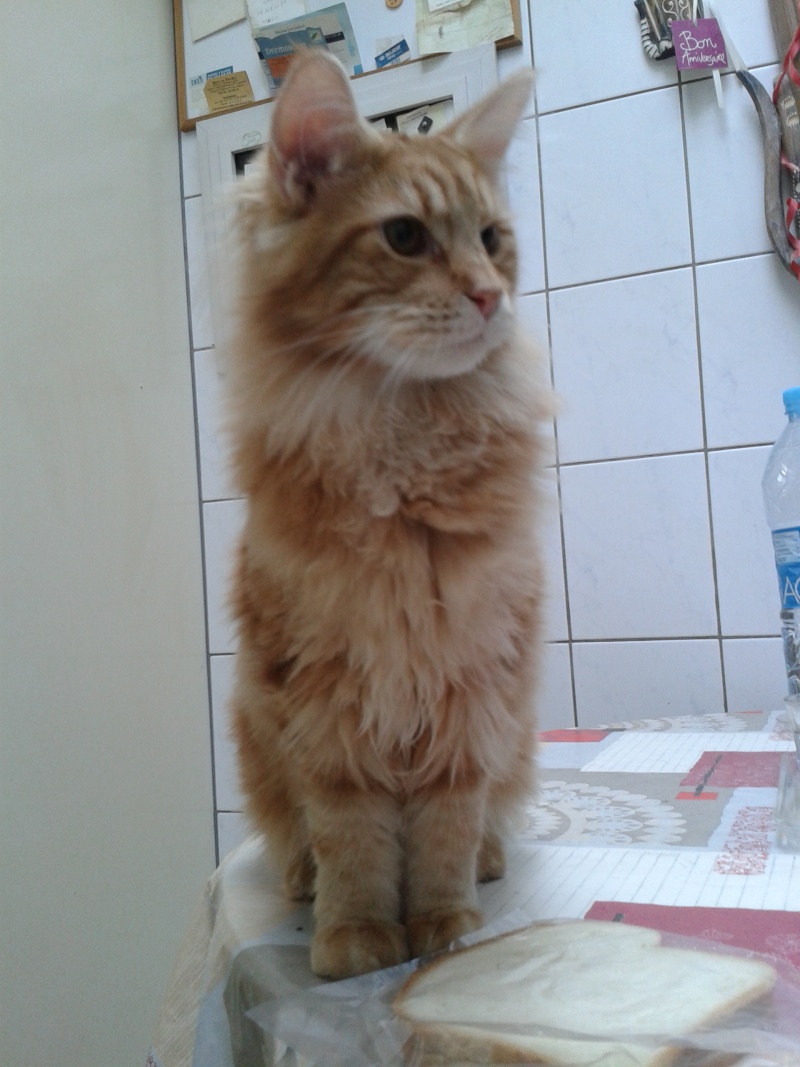 chat - Le Maine Coon - Page 3 20150312