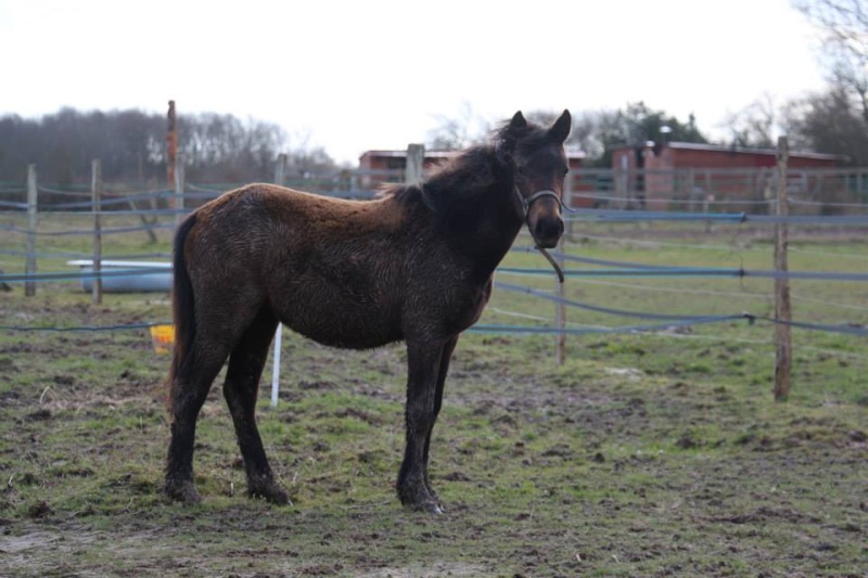 Ca pour 5 chevaux gravement malades 11021110