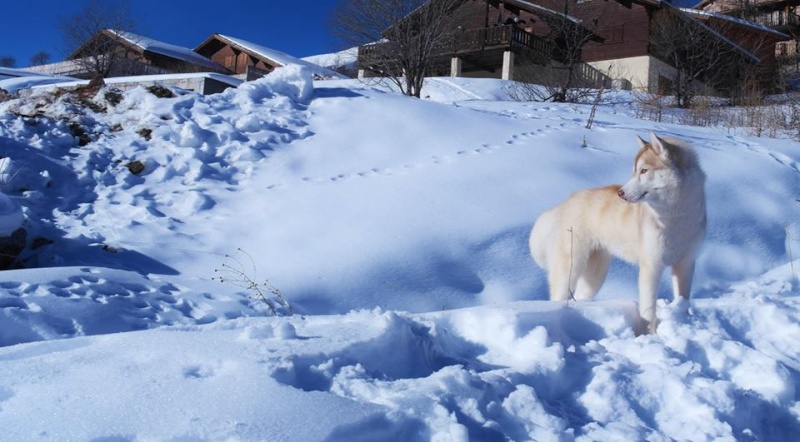 Jealy - Siberian Husky 10885010