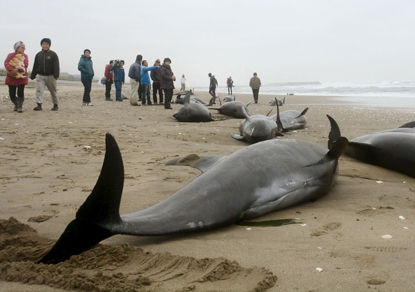 Паника в Японии: самоубийство дельфинов — предвестник землетрясения 04891e10