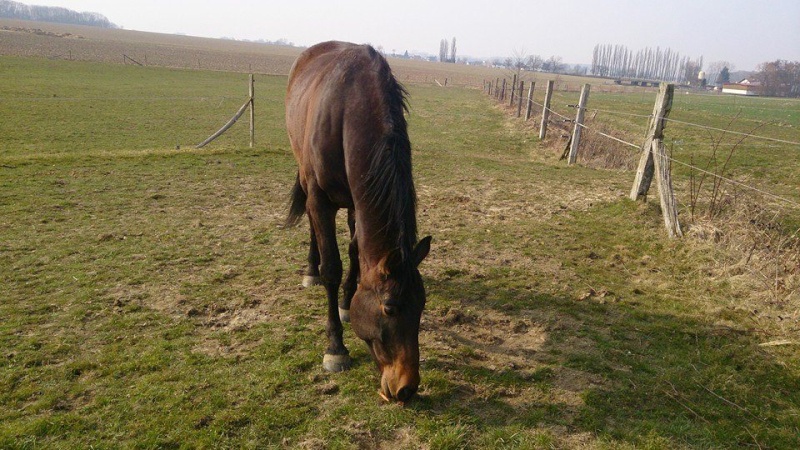 CHERCHEUR DE VERNAY - cheval de sport belge de 2008 Ch510