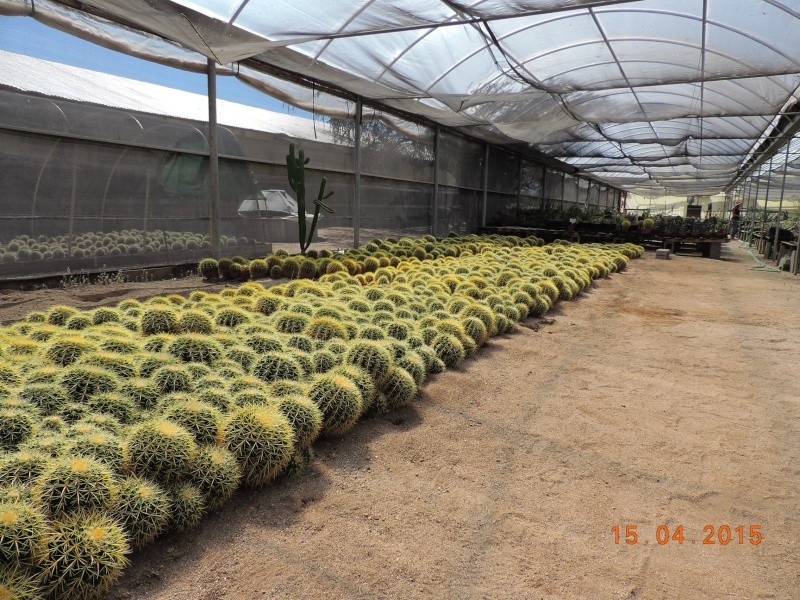 Cacti and Sukkulent in Köln, every day new flowers in the greenhouse Part 121 9114010