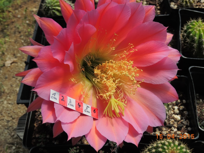 Cacti and Sukkulent in Köln, every day new flowers in the greenhouse Part 121 9116410
