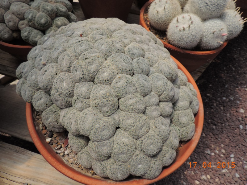 Cacti and Sukkulent in Köln, every day new flowers in the greenhouse Part 121 9169610