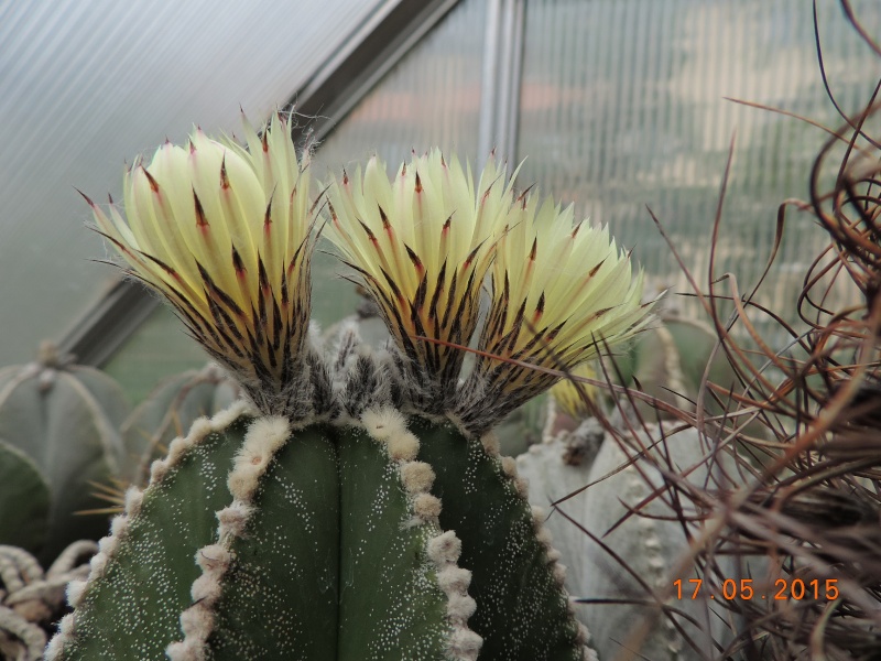 Cacti and Sukkulent in Köln, every day new flowers in the greenhouse Part 122 Bild_022