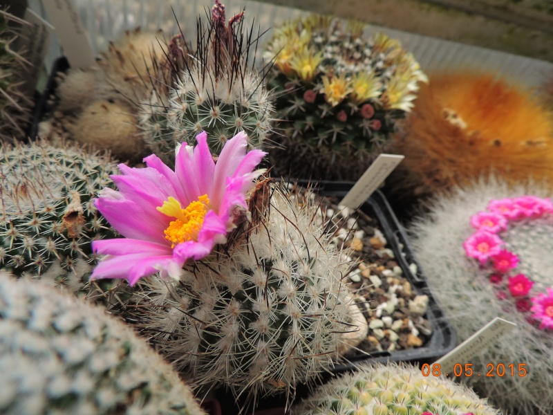 Cacti and Sukkulent in Köln, every day new flowers in the greenhouse Part 122 Bild_100