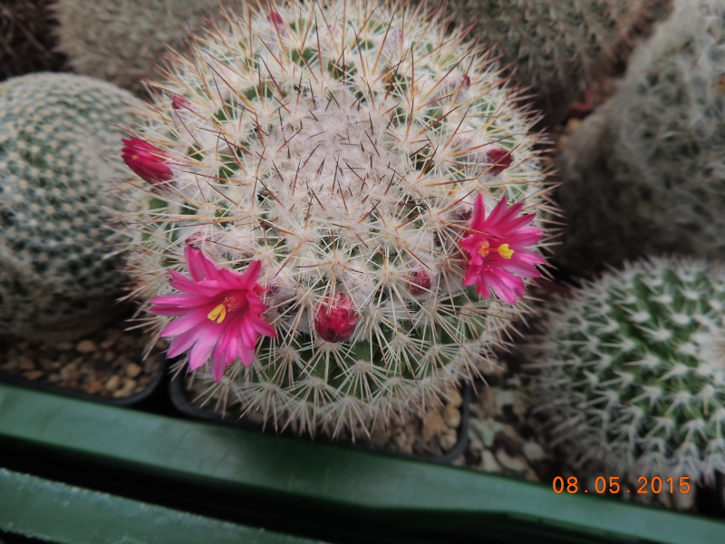Cacti and Sukkulent in Köln, every day new flowers in the greenhouse Part 122 Bild_121