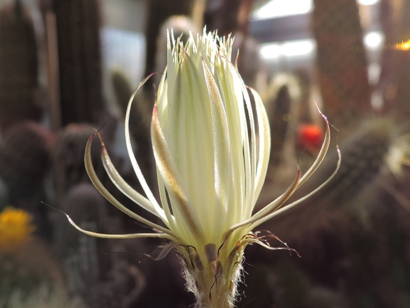 Cacti and Sukkulent in Köln, every day new flowers in the greenhouse Part 122 Bild_142