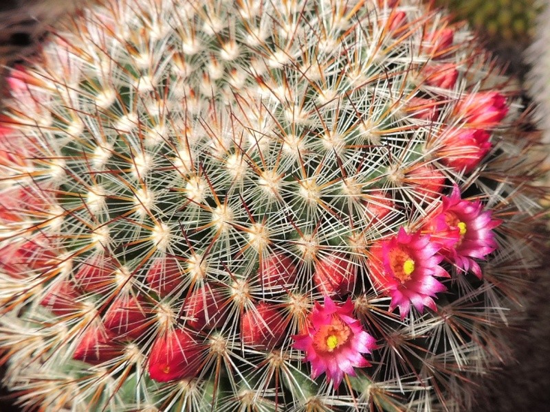 Cacti and Sukkulent in Köln, every day new flowers in the greenhouse Part 123 Bild_159