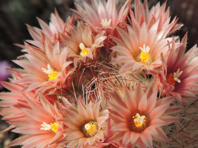 Cacti and Sukkulent in Köln, every day new flowers in the greenhouse Part 123 Bild_170