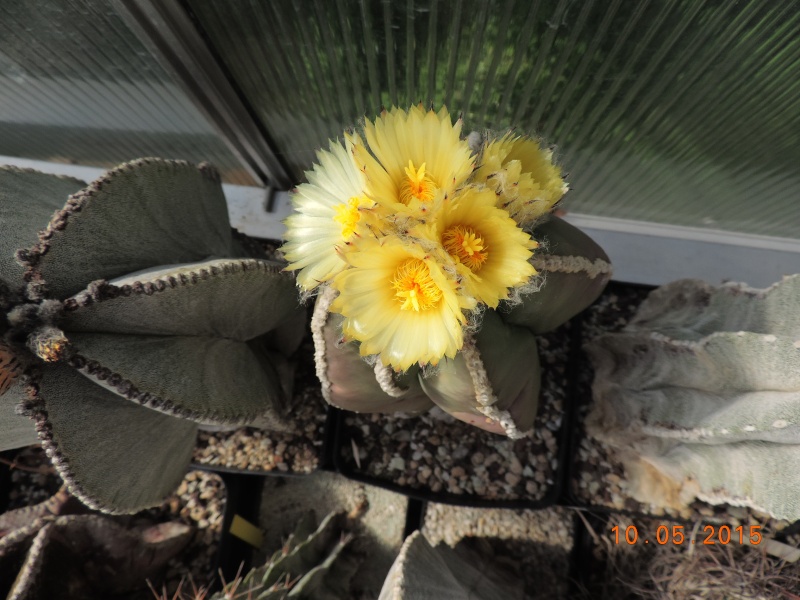 Cacti and Sukkulent in Köln, every day new flowers in the greenhouse Part 123 Bild_176
