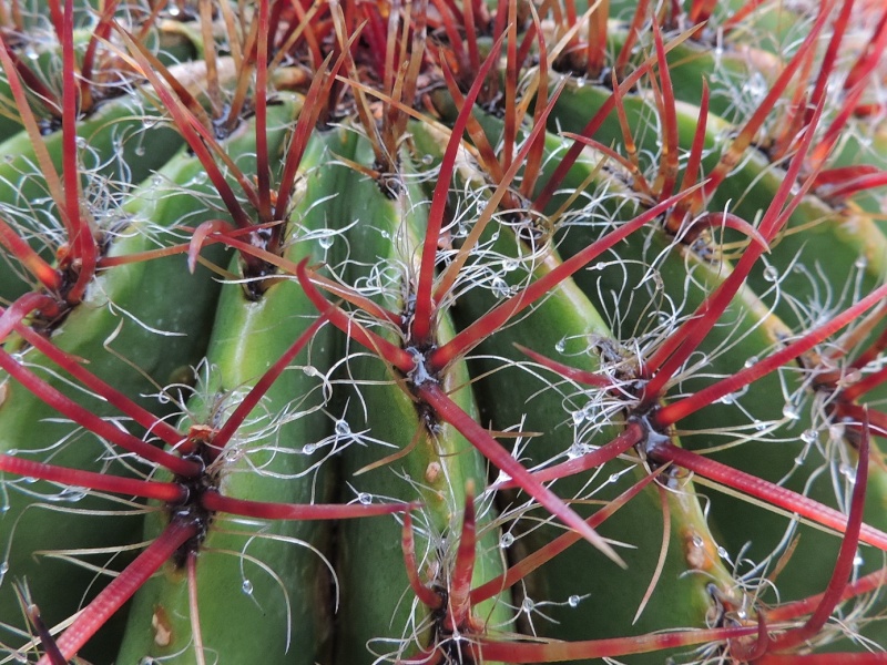 Cacti and Sukkulent in Köln, every day new flowers in the greenhouse Part 123 Bild_188